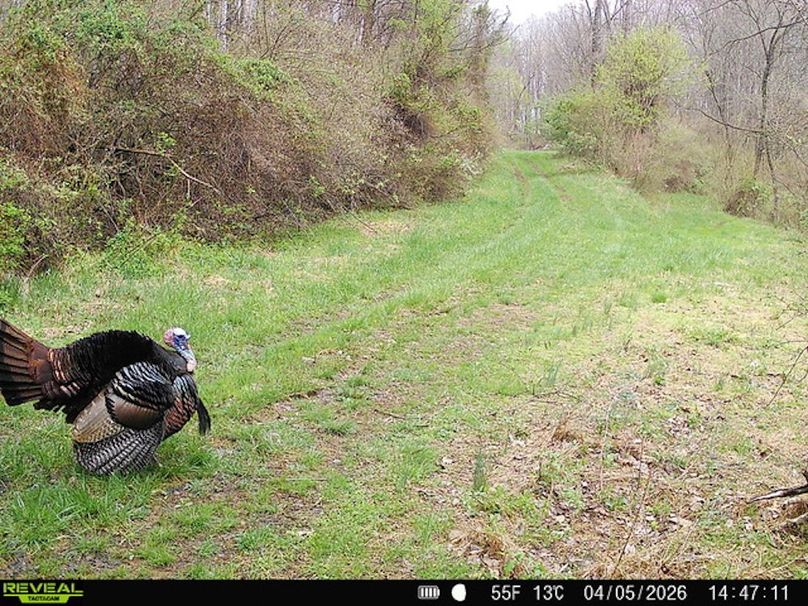 Calhoun, WV 132.84 AC Szegi Trail Cam-11