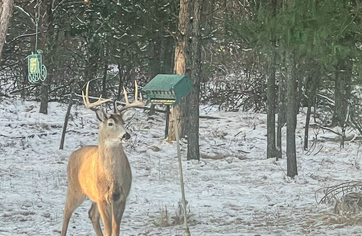 Juneau 27 Wiesner -003