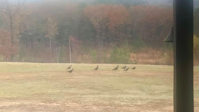 fTurkeys