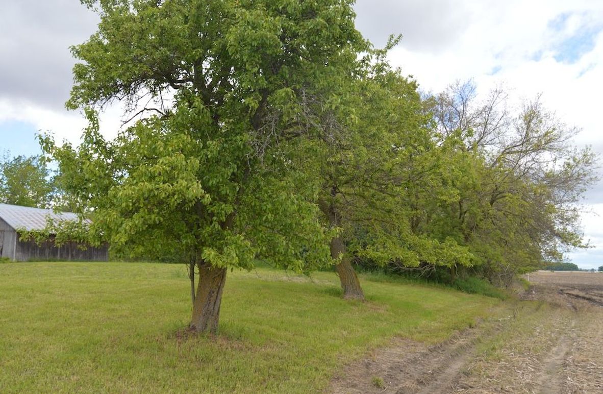 East property line by road