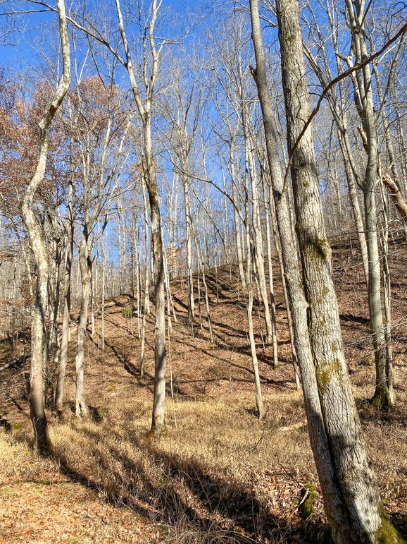 Lewis ky 304 Austin 010