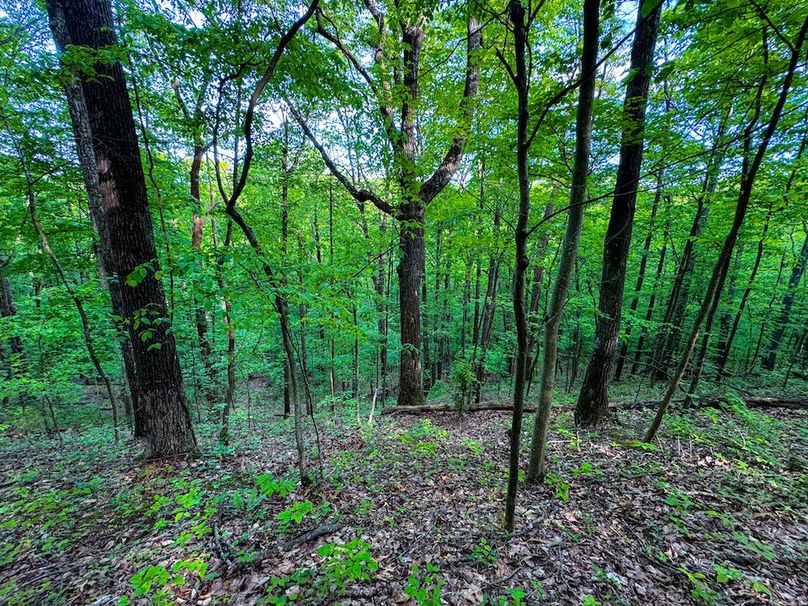 Wirt, WV 145.69 AC 273 Wildflower-25