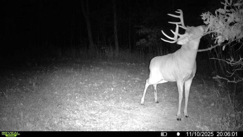 016579007489151-39-4-11102025200601-V-SYFW02958