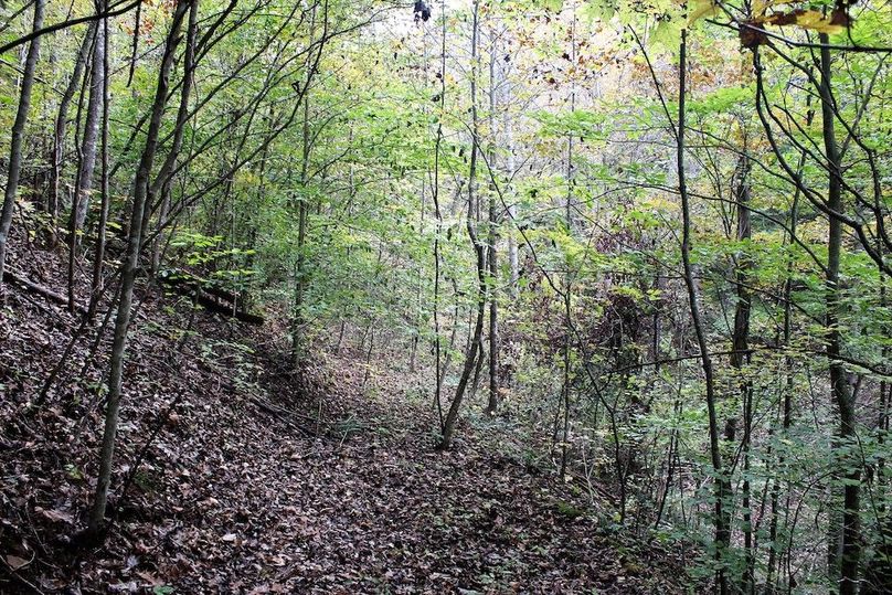 016 old logging road along the mid reaches of north facing slope