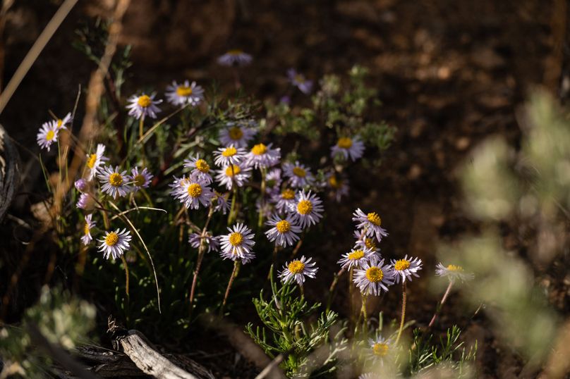 Lake CO 5.37 - 012 Wildflowers