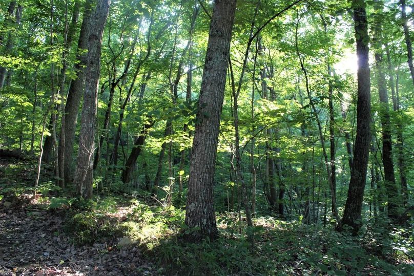 020 nice stand of chestnut oaks along a secondary point