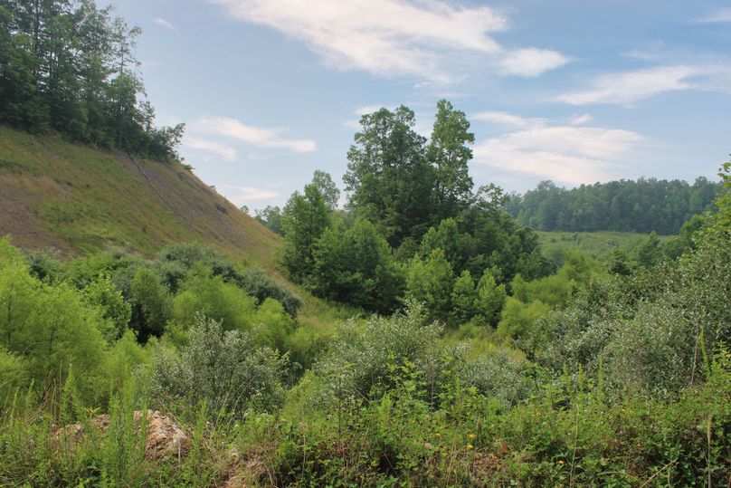 021 field area transitioning to timber below the old haul bench in the south area of the property