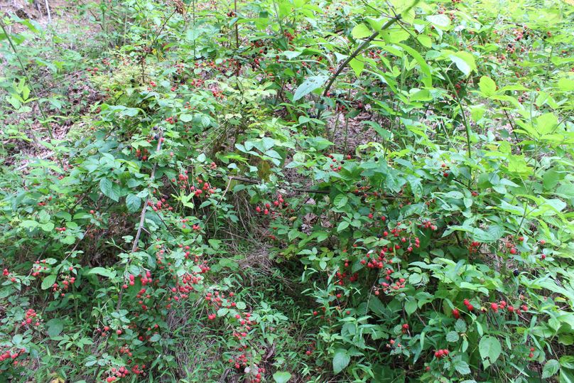 010 lush patch of black berries, just about ready for a cobbler