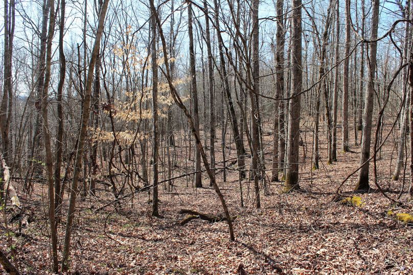 021 ridgetop flat along the northern portion of the property