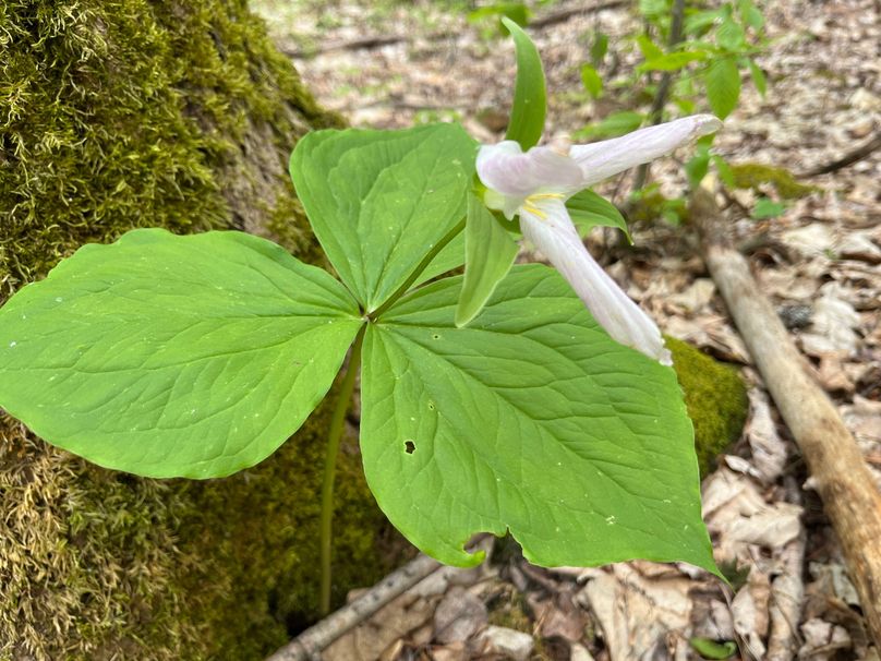 Tioga_18.72_Coulson Photo 17