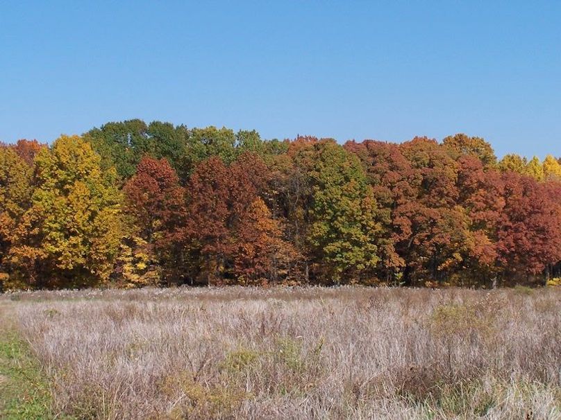 Fall Colors (7)