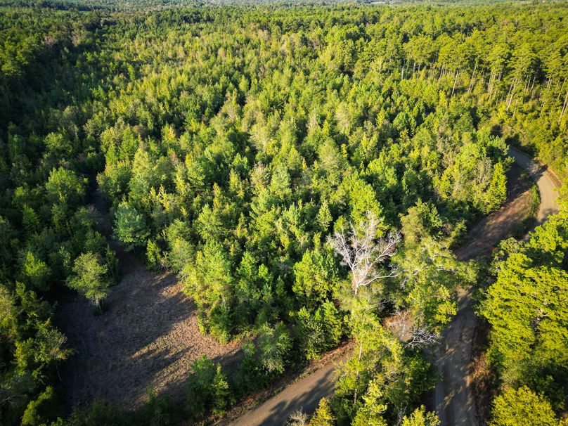 43.5 Acres San Augustine 007