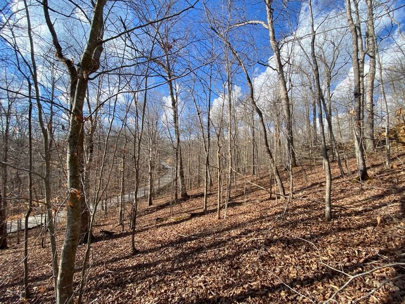 014 forested area between the cabin pad and the blacktop road