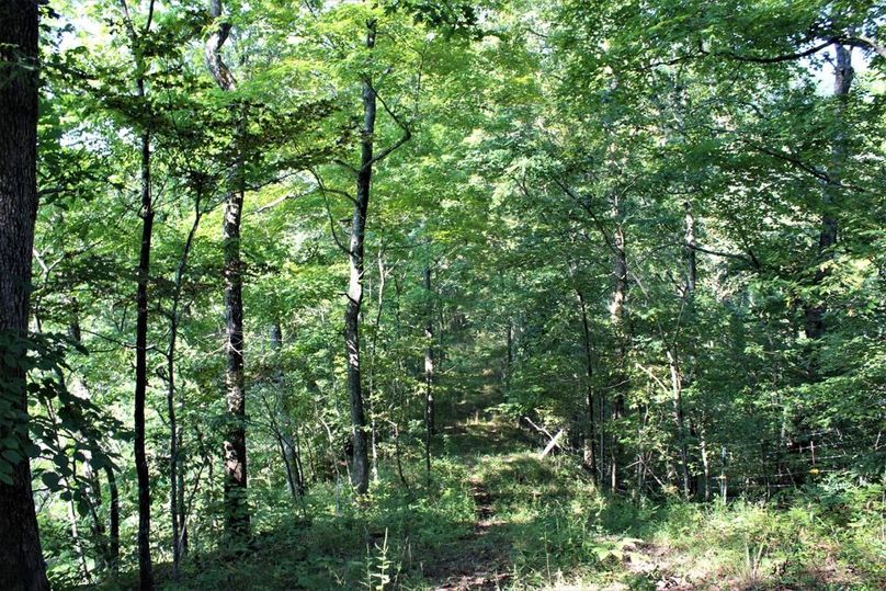 063 wooded ridge along the north boundary, notice the fencing
