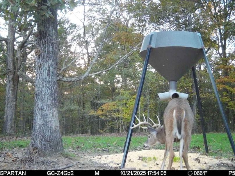 trail cam3
