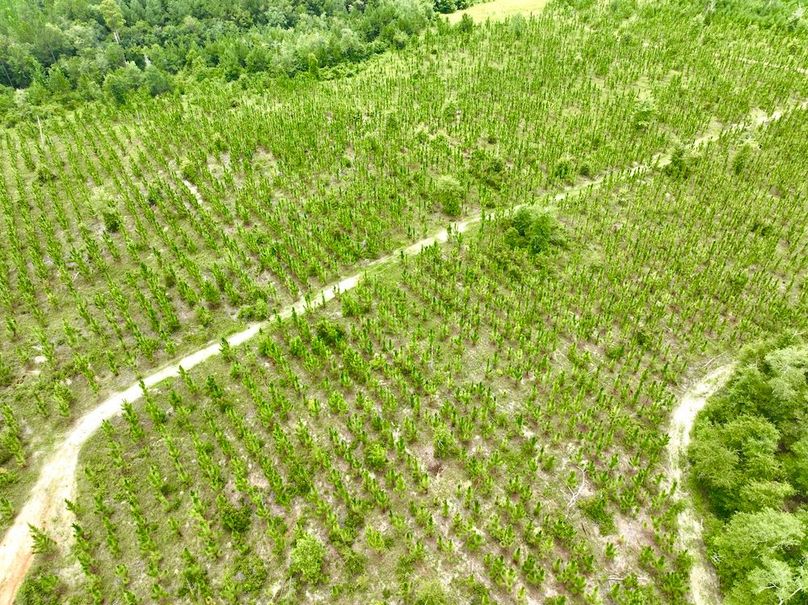 dji_fly_20240710_135604_555_1720634578112_photo