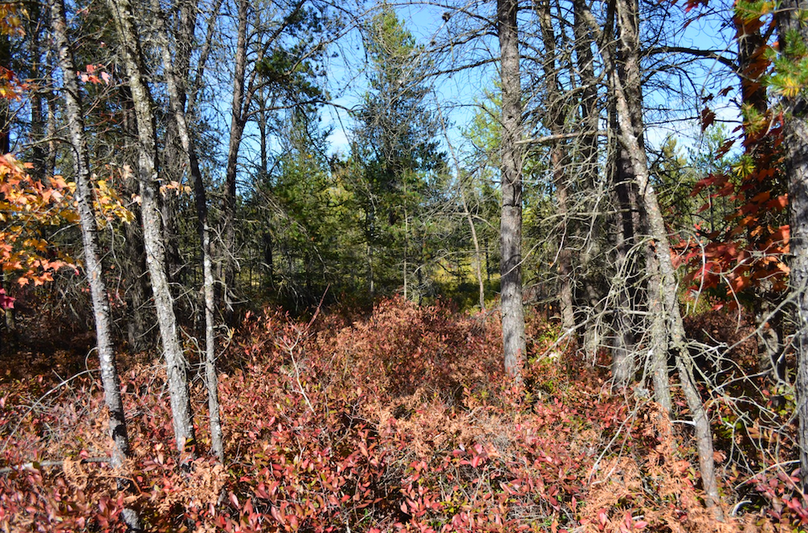 Screenshot 2025-11-14 at 11.17.42 AM