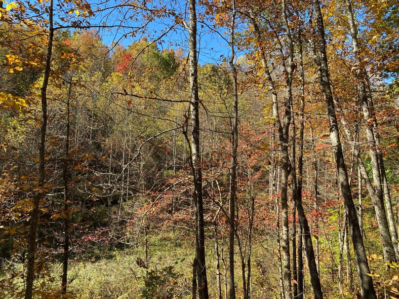 008 view from the hillside in the small valley in the middle of the property copy