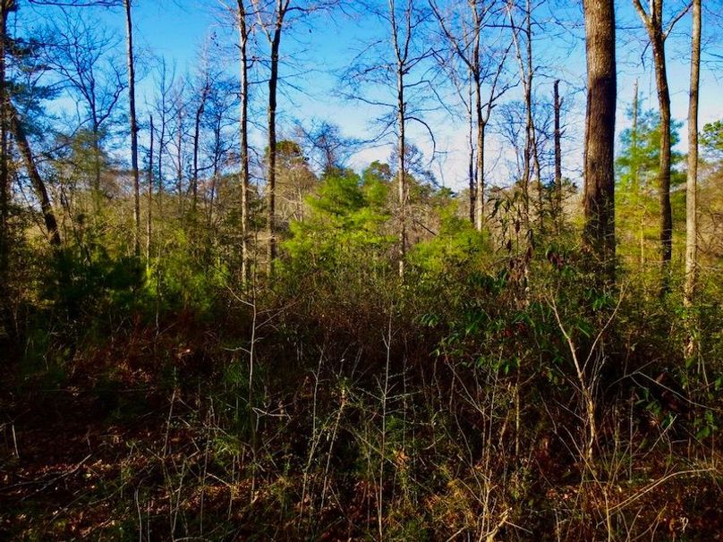 0715467D-DF83-44E4-B22C-68AB98AFC49F_1_105_c