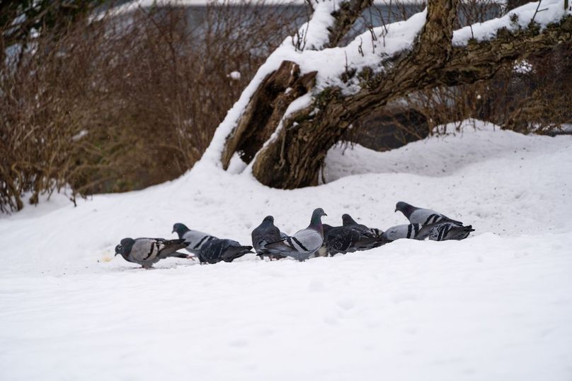 Lewis, WV 246 E 1st Wyllie-100