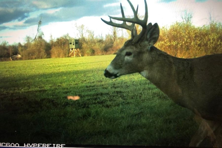Deer cam 3