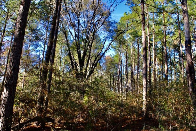 AC18DCA4-F576-41B3-82EF-109B1A4407D6_1_201_a-2