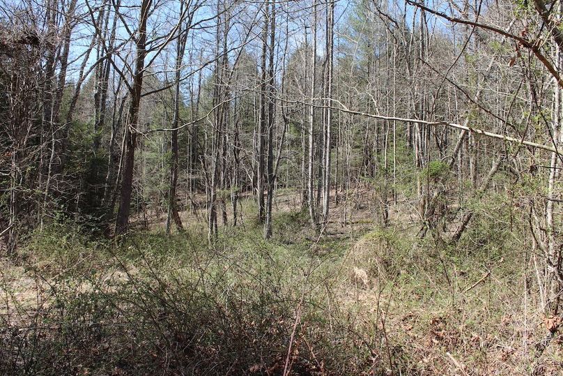 031 nice timber and brush thicket for great bedding cover