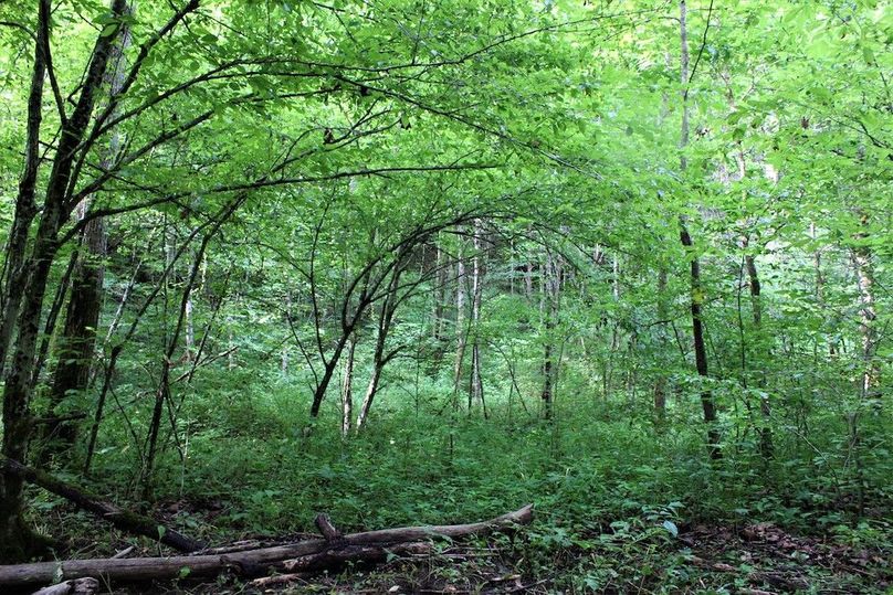 016 some of the lush growth just up from the main valley