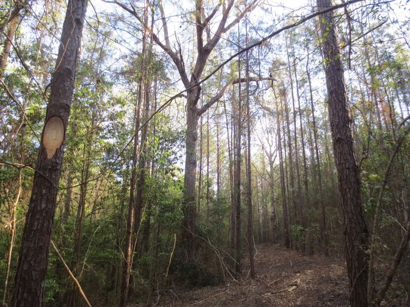 C4965589-11EC-404B-BC96-25779DD93EAA_1_105_c