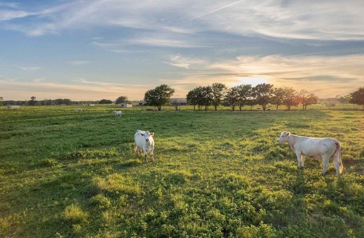 Grayson County- Petska 62 Acres (1.1 of 15)