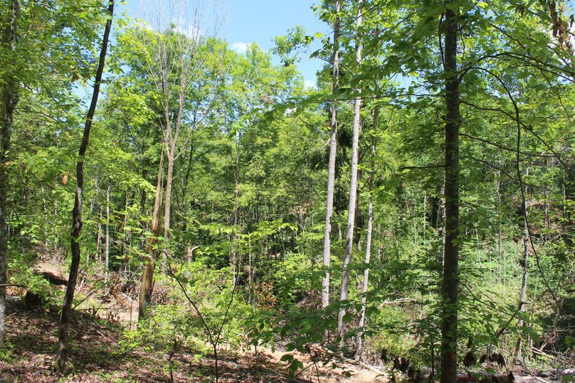 019 the forested area in the southern most area of the property along Butler Ridge Road