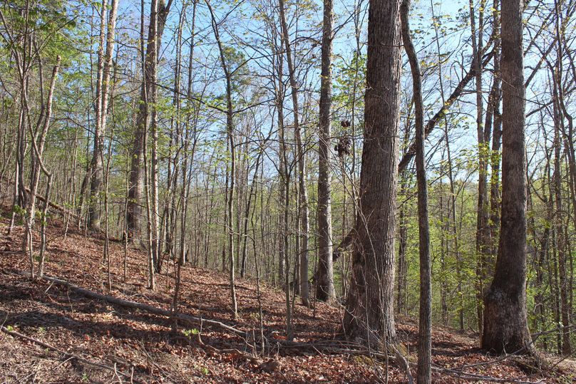 014 nice forest composition along a east facing slope