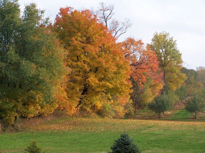 Fall Colors