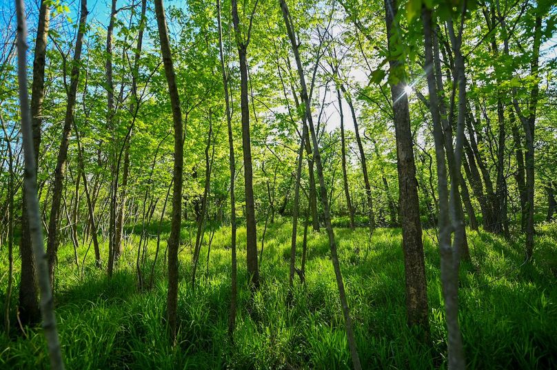 vandalia 450 (2)-3044