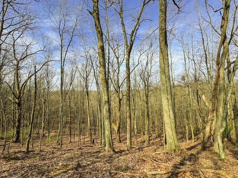 Ritchie, WV 206.08 AC Curriden-33