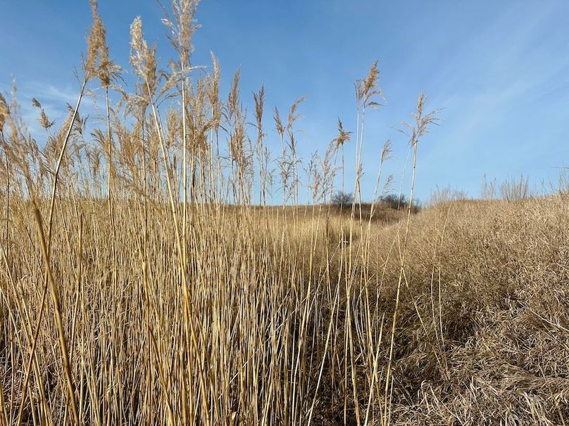 IMG_5382_Tract_1_Canary_Grass