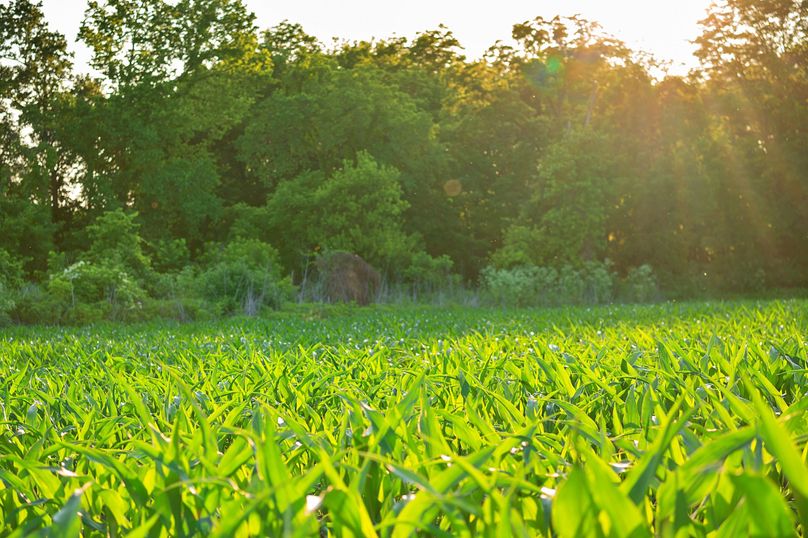 Harrison MO 480 Pro Photo_177 (15)