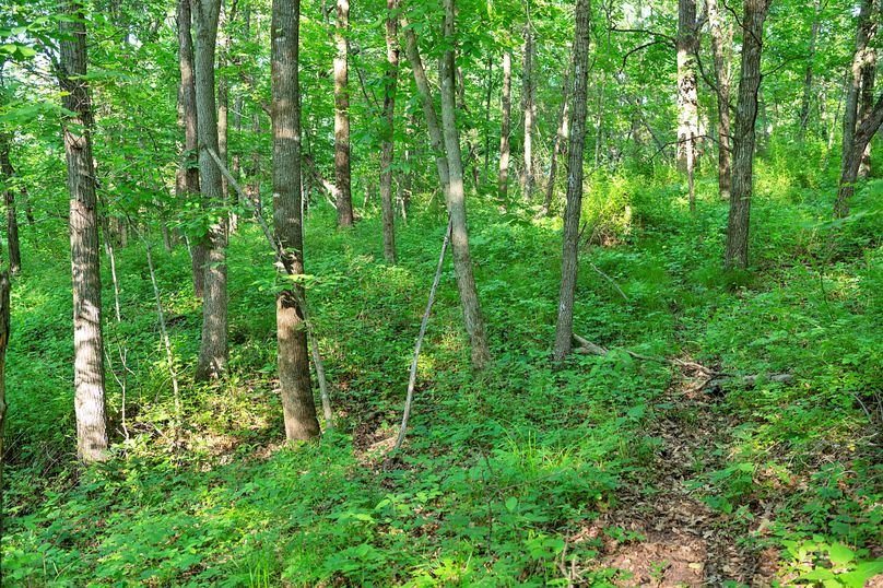 Harrison MO 480 Pro Photo_177 (3)