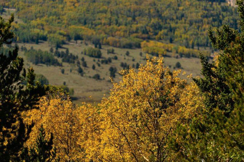 Teller Co 4.65 Thomas - 026 Fall Colors