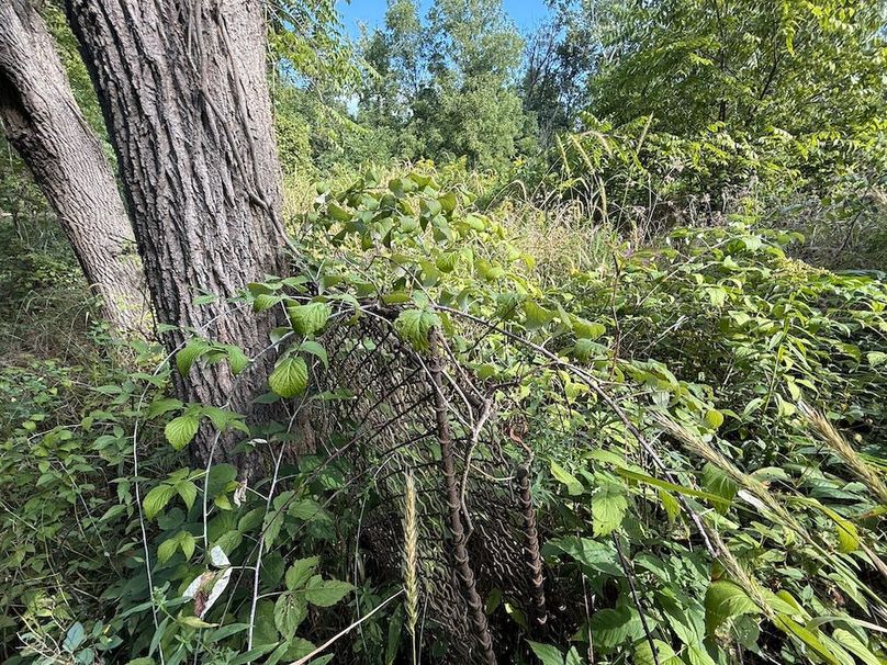 Cayuga_5.7_Cotten Photo 9