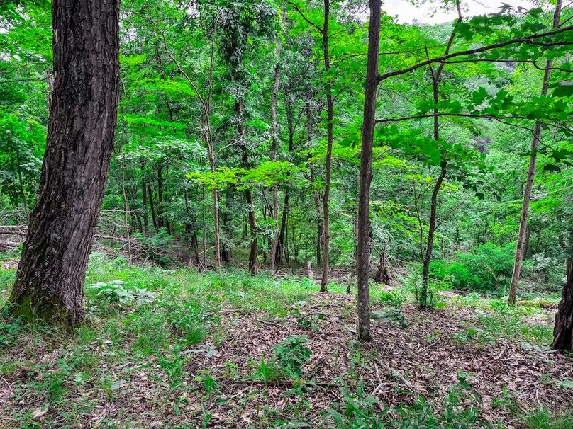 Wirt, WV 137.45 AC Full-33