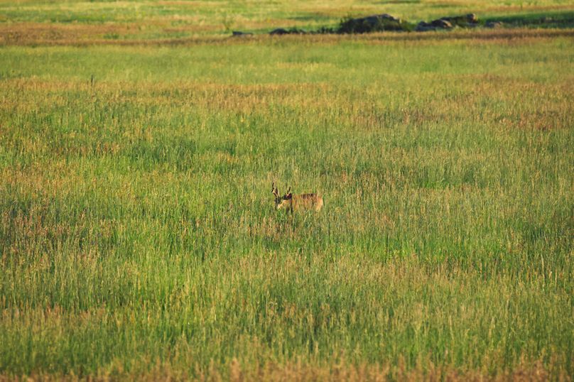 Douglas CO 35 Prettyman - 014 Mule Deer Buck