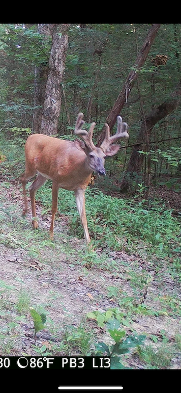 trailcam2