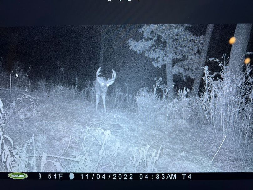 54.03 Houston Deer-9