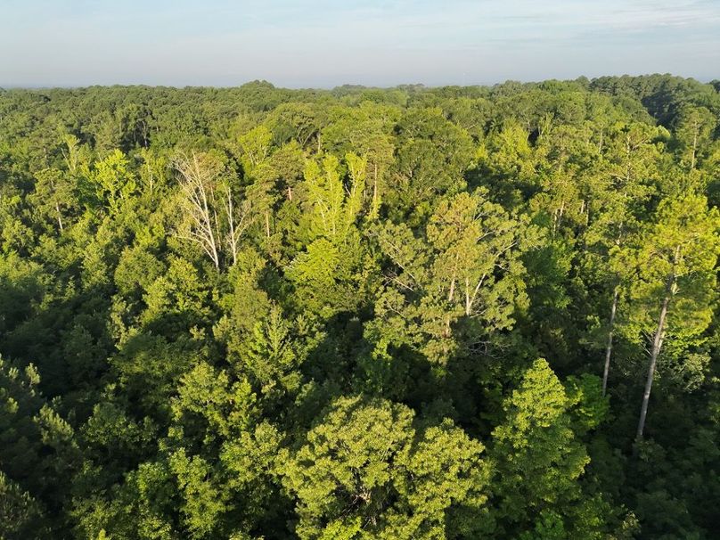 DJI_20250627071705_0020_V