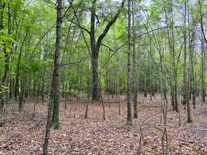 08FCF8B6-C94E-4F38-95CA-DD4FAF4D5AF7_1_105_c