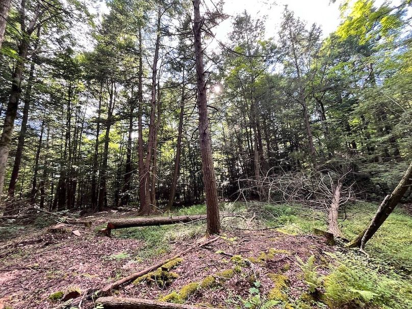 Chemung_12.895_Gutchess_Lumber_Photos_4