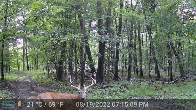 Trailcam - 3