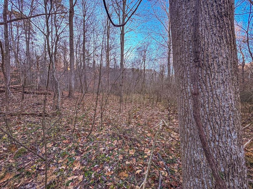 Pleasants_Wood 169.97 AC Cokeley-30