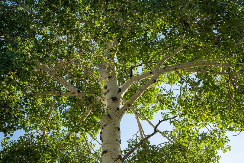 Cibola NM 13,053--128